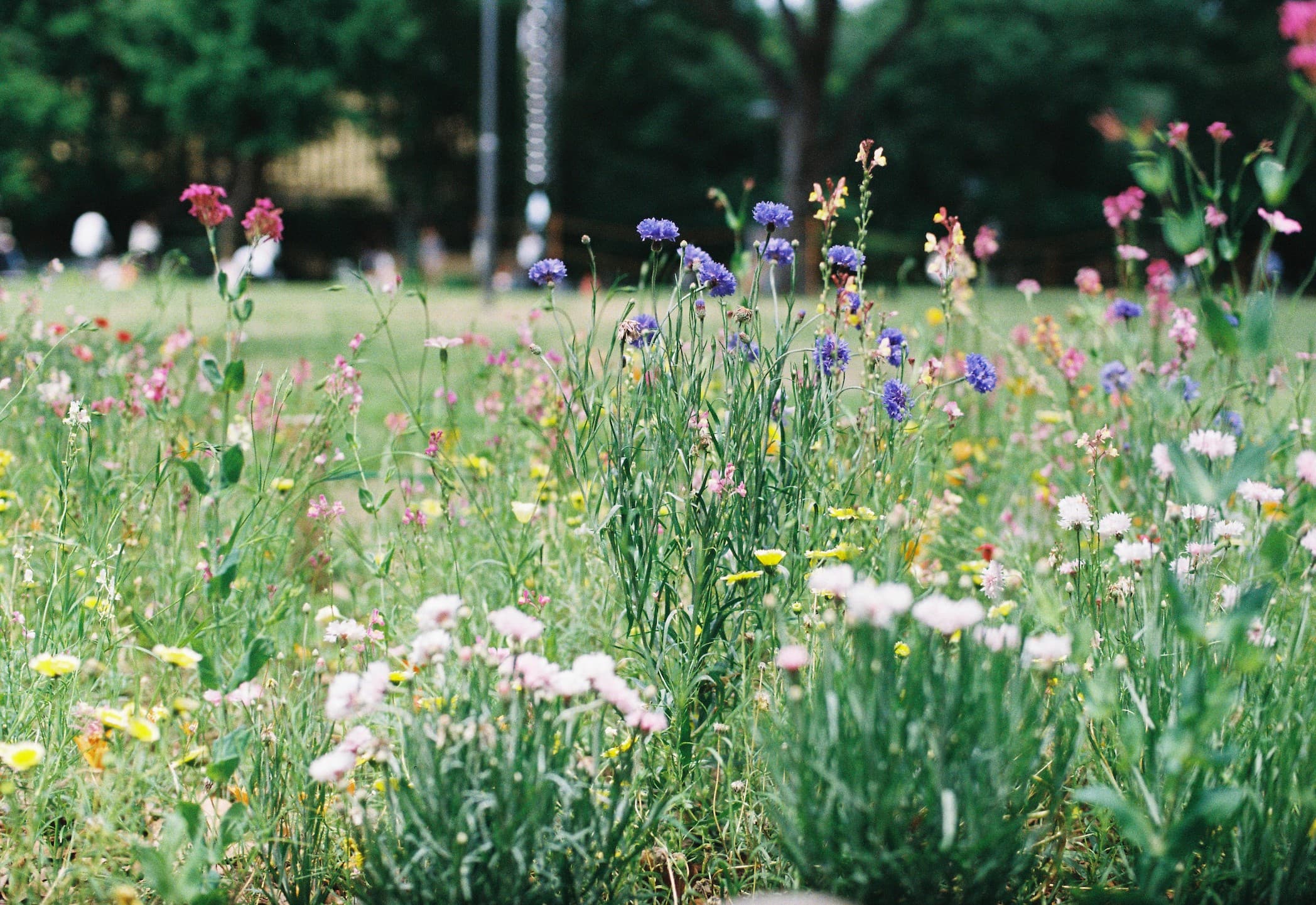 Flowers